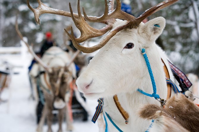 Lapland Reindeer and Husky Safari from Rovaniemi - The Reindeer Farm Stop: Learning Before You Sit in the Sled