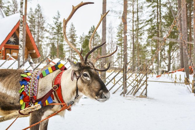 Lapland Reindeer Safari from Rovaniemi - The working farm tour, where everyday routines beat big speeches