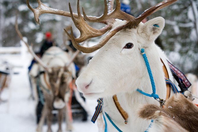 Lapland Reindeer Safari from Rovaniemi - The reindeer farm start: meet the herd, warm up by the fire, and get your license