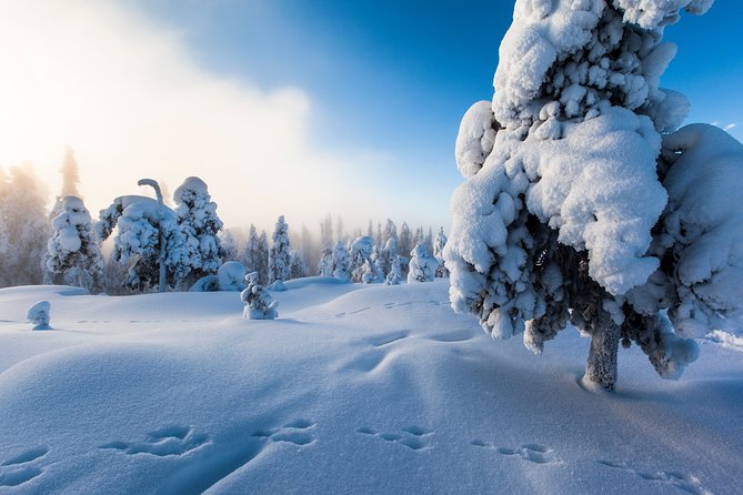 Lapland Snowmobile Safari from Levi - Driving rules, licenses, and the easy way to share one snowmobile