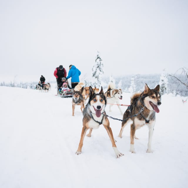 Levi: 15-Kilometres Self-Driving Husky Tour - Key things to know before you go