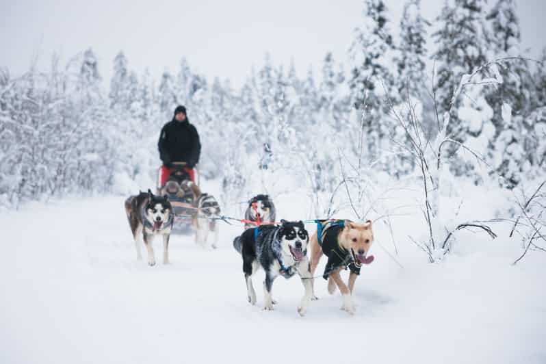 Levi: 15-Kilometres Self-Driving Husky Tour - First, You Get Husky Ready in Levi