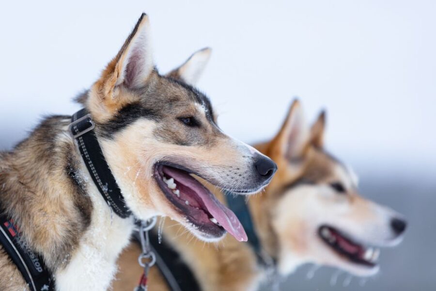 Levi: 7 km Self-Drive Husky Sledding Adventure - Key points before you go
