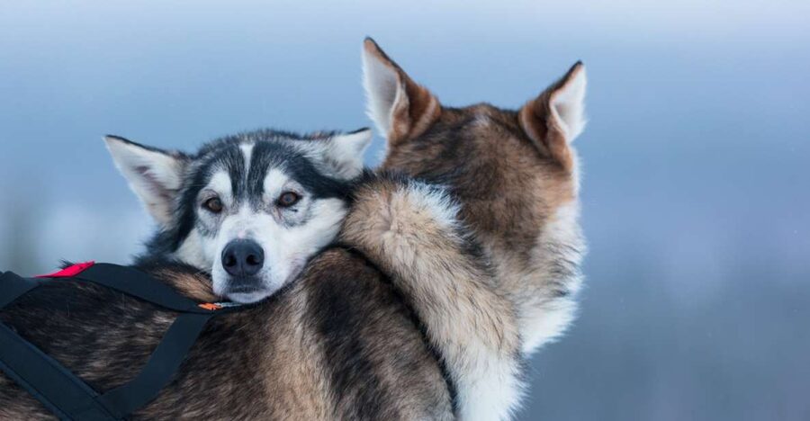 Levi: 7 km Self-Drive Husky Sledding Adventure - Why this Levi husky self-drive is such a good idea