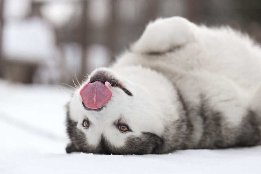 Levi: 7 km Self-Drive Husky Sledding Adventure - The setup that makes self-driving actually feel doable