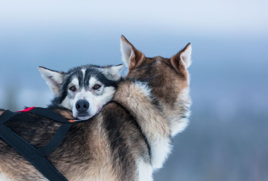 Levi: 7 km Self-Drive Husky Sledding Adventure - Who should book this husky adventure