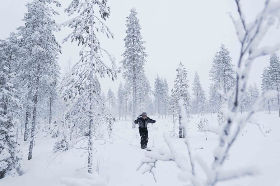 Levi: Backcountry Skiing Adventure - Wildlife moments: tracks are common, live sightings are the bonus