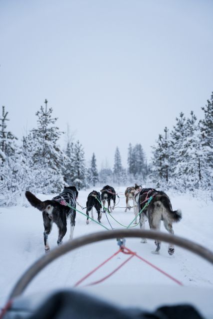 Levi: Evening Husky Sled Ride under the Northern Lights - Key things to know before you book