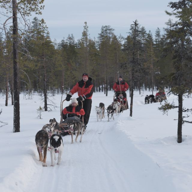 Levi: Evening Husky Sled Ride under the Northern Lights - The guided husky safari, what you actually experience