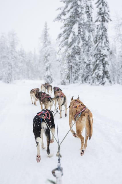 Levi: Guide-driven Husky Safari - Quick hits before you go