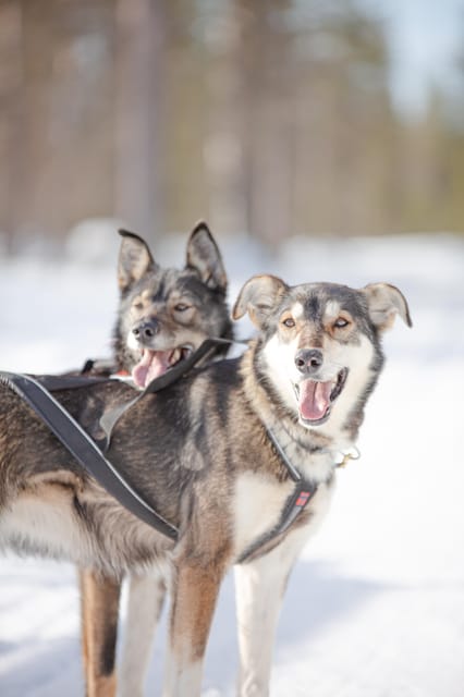 Levi: Guide-driven Husky Safari - Levi husky safari, what makes it special in 1 hour