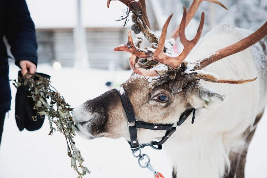 Levi: Husky and Reindeer Farm Visit with Snowmobiling - Before you go: license, clothing, and the cold math