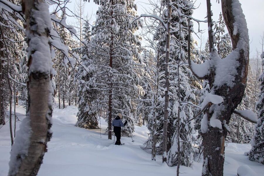 Levi: Lakeside forest snowshoeing - Key points to know before you go