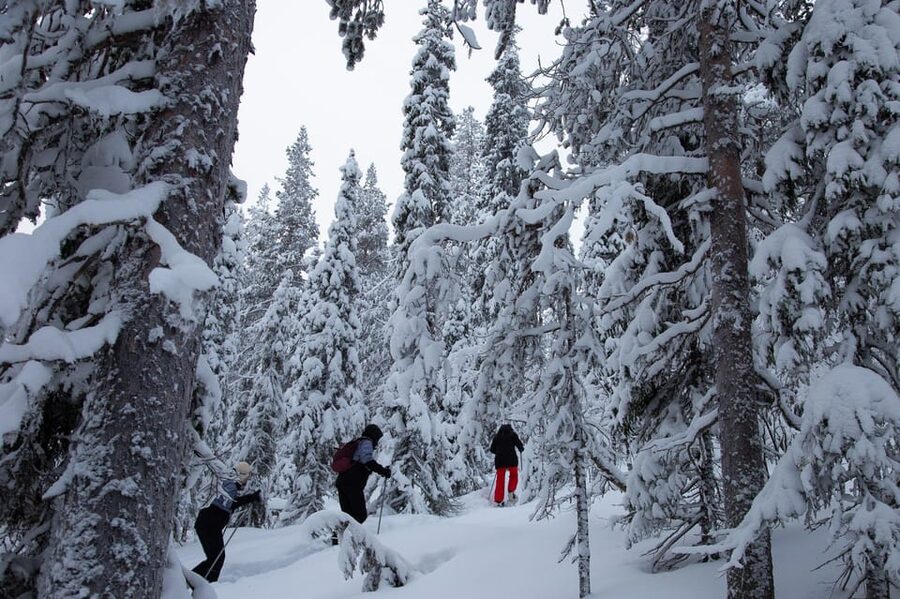 Levi: Lakeside forest snowshoeing - The Sirkka hiking stretch, how the route sets the tone