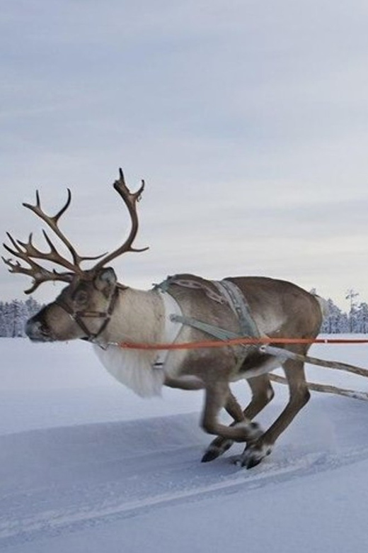Levi: Lapland Reindeer and Husky Safari - Pickup in Levi and the rhythm of a 3-hour winter day