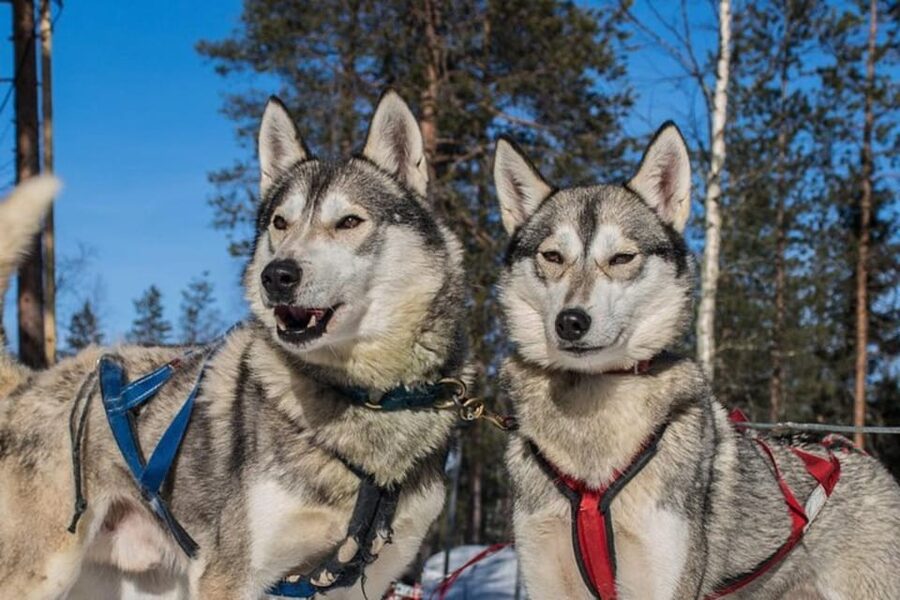 Levi: Lapland Reindeer and Husky Safari - The husky home, hugging the dogs, and learning the routine