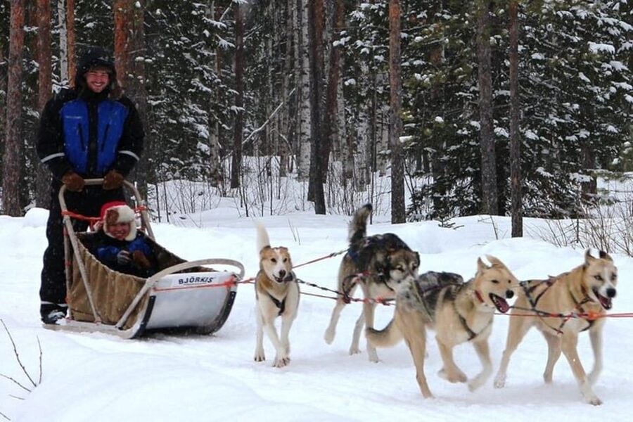Levi: Lapland Reindeer and Husky Safari - Husky sled ride, 2km included, and the difference between riding and driving