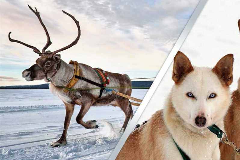 Levi: Lapland Reindeer and Husky Safari - Riding the reindeer-pulled sledge, 1km of winter magic