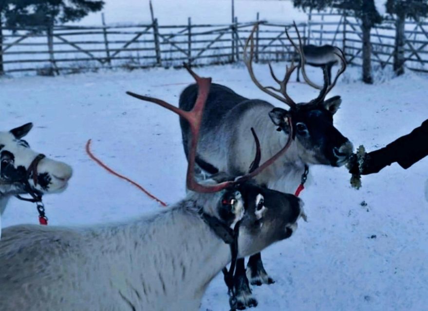 Levi: Lapland Reindeer Safari - From Levi pickup to snowy forest quiet