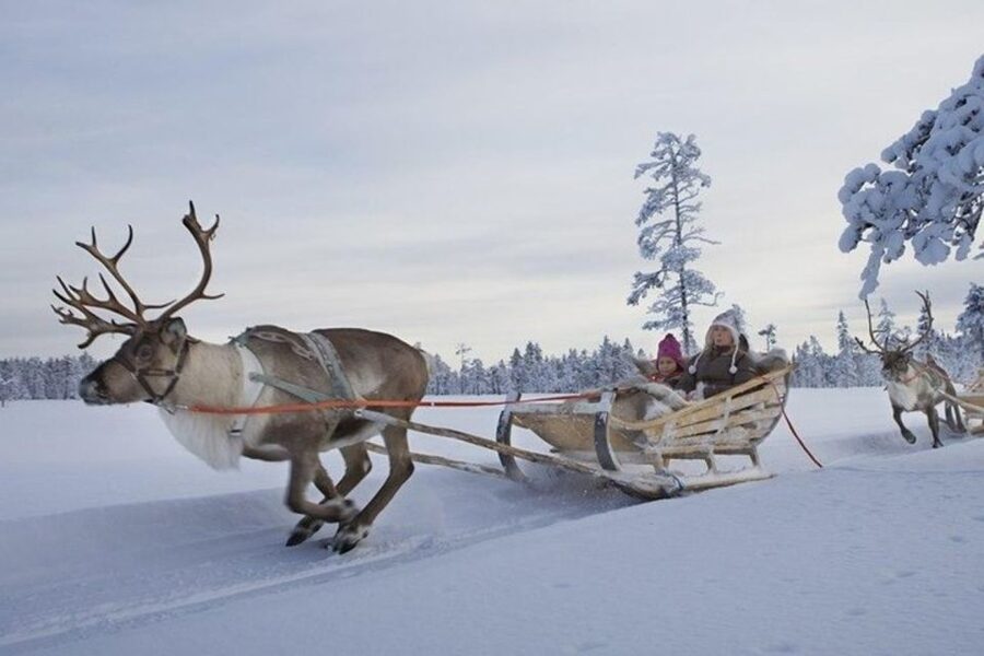 Levi: Lapland Reindeer Safari - Warm-up time: hot drink, cookies, and a fire-hut chat