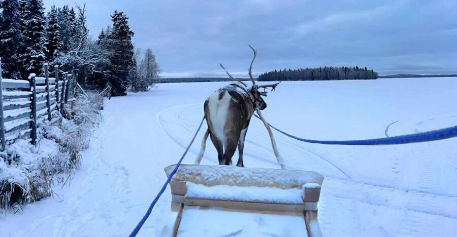 Levi: Lapland Reindeer Safari - If there is not enough snowfall: choosing the farm-only option