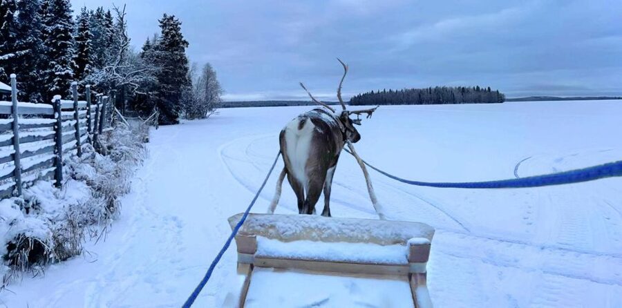 Levi: Lapland Reindeer Safari - Price and value: is $114 fair for a Levi reindeer safari?