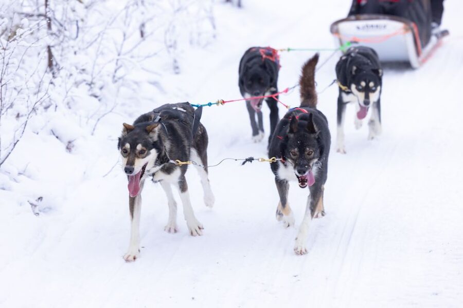 Levi Polar Lights Tours: Arctic Circle Guided Husky Tour - Safety Briefing That Actually Makes the Ride Feel Under Control