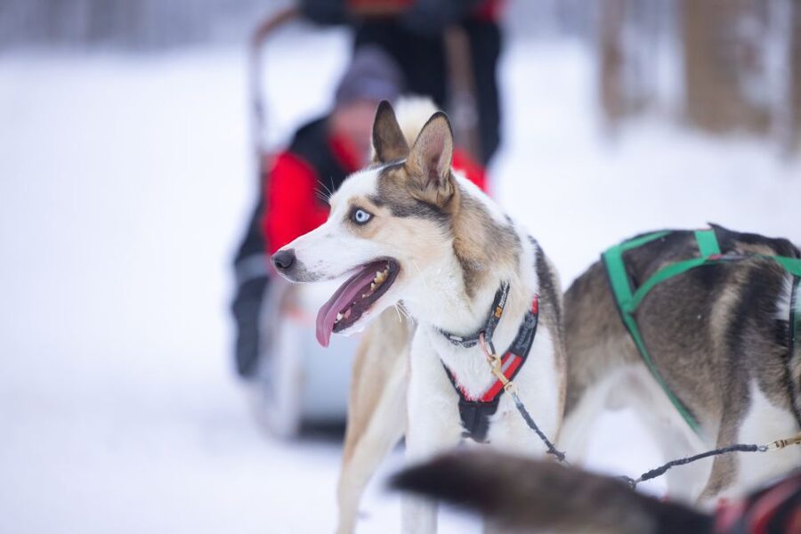 Levi Polar Lights Tours: Arctic Circle Guided Husky Tour - What Happens at Polar Lights Tours, Plus Snacks and Dog Time