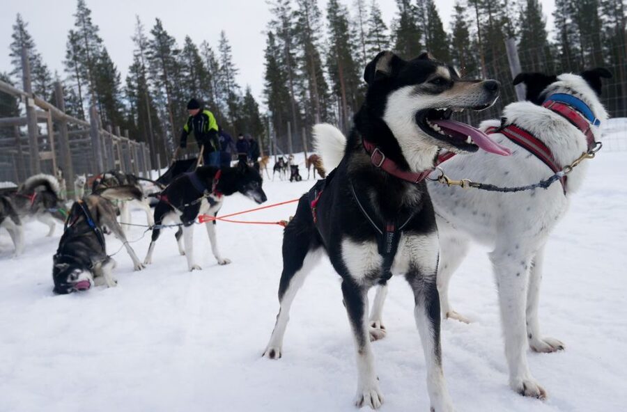 Levi Polar Lights Tours: Arctic Circle Guided Husky Tour - The Husky Safari Portion: From Training to the Quiet Arctic Circle Ride