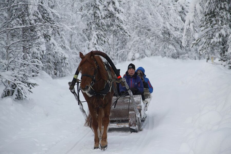 Levi, Polar Lights Tours: One Horse Open Sleigh Ride - The flow of the tour: safety briefing, guided forest time, snacks, and back