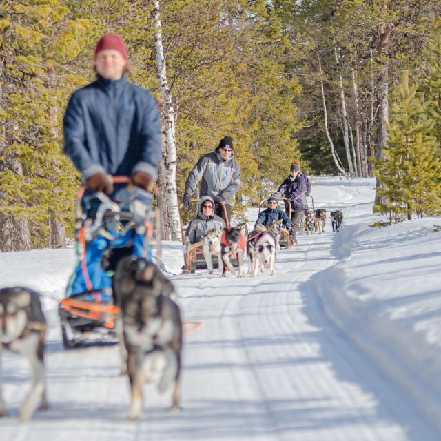 Levi Polar Lights Tours: Reindeer and Husky Taster - Key things to know before you go