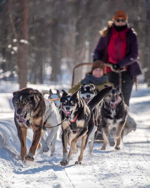 Levi Polar Lights Tours: Reindeer and Husky Taster - A 90 minute taste of Levi winter, with huskies and reindeer