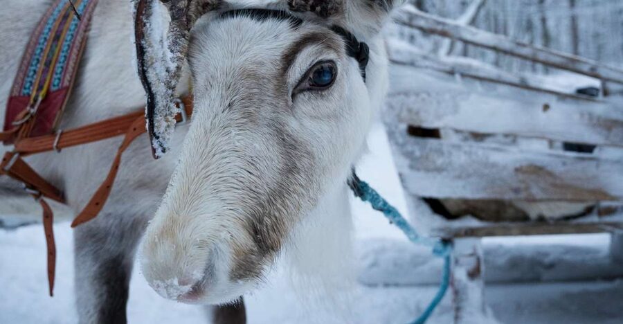 Levi Polar Lights Tours: Reindeer and Husky Taster - Husky sled part: speed, control by the guide, and staying comfortable