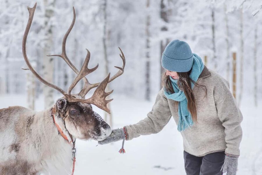 Levi Polar Lights Tours: Reindeer and Husky Taster - Price and value for $153 per person