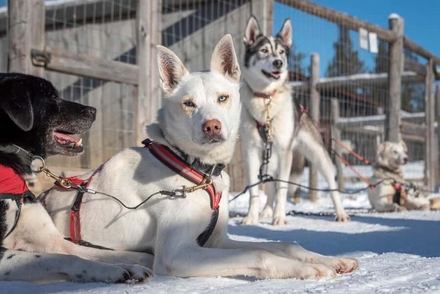 Levi Polar Lights Tours: Reindeer and Husky Taster - Who should book this Levi Polar Lights Tours taster