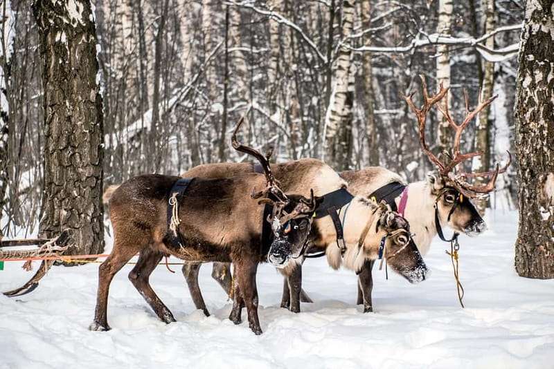 Levi: Reindeer Experience with Sled Ride - Reindeer herding in plain terms, plus meeting Nicolas