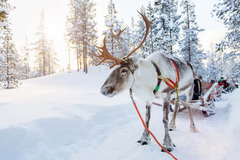 Levi: Reindeer Experience with Sled Ride - The short reindeer sleigh ride: views, pace, and comfort