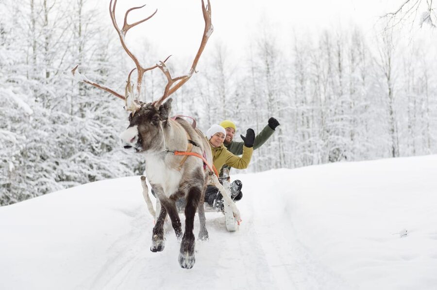 Levi: Reindeer Experience with Sled Ride - Should you book Levi: Reindeer Experience with Sled Ride?