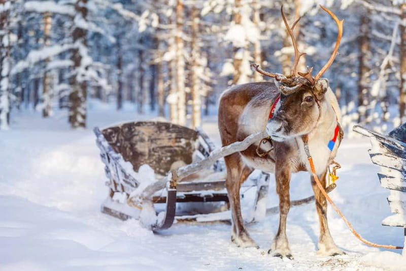 Levi: Reindeer Experience with Sled Ride - Up close with calm reindeer, feeding time, and photo-friendly moments