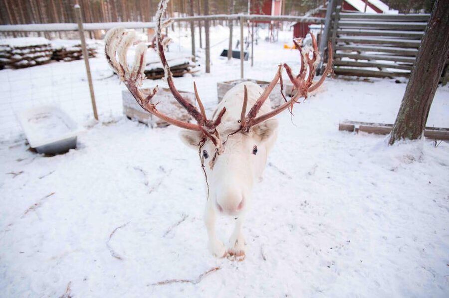 Levi: Reindeer Farm E-Fatbike Safari - Who this tour is best for, and who should skip it