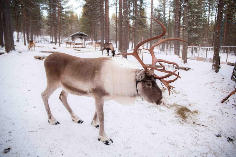 Levi: Reindeer Farm E-Fatbike Safari - FAQ