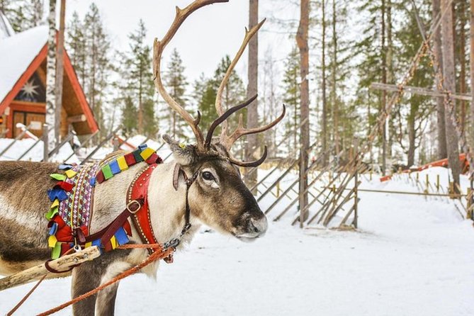 Levi Reindeer Safari - Long or Quick - with Sledge Ride - Key Highlights to Know Before You Go