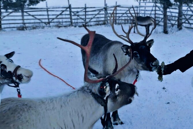 Levi Reindeer Safari - Long or Quick - with Sledge Ride - Levi Reindeer Safari With Sled Ride, and How It Fits Your Lapland Day