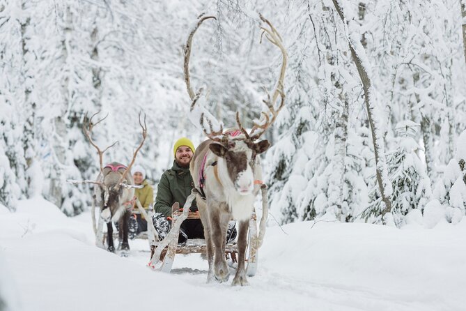 Levi Reindeer Safari - Long or Quick - with Sledge Ride - Stop 1: The Reindeer Farm Visit, Where the Real Story Starts