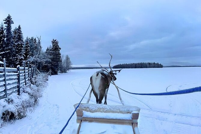Levi Reindeer Safari - Long or Quick - with Sledge Ride - Stop 3: Reindeer Feeding, the Part That Teaches You How to Behave Around Animals