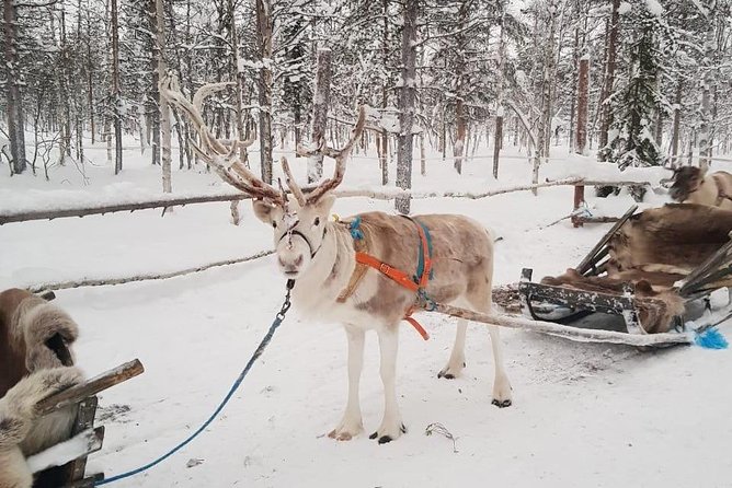 Levi Reindeer Safari - Long or Quick - with Sledge Ride - Warming Up in a Kota or Tippee Moment, Plus the Included Hot Drink