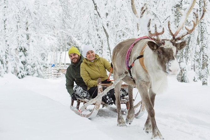Levi Reindeer Safari - Long or Quick - with Sledge Ride - Animal Welfare, Safety Rules, and the Temperature Reality You Should Expect