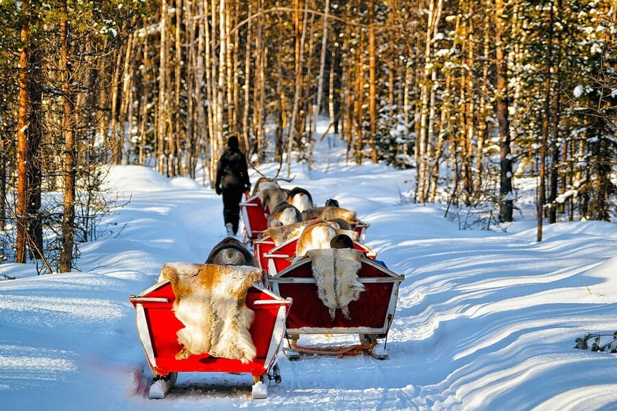 Levi: Reindeer Sleigh Ride Tour in Snowy Forest - Levi’s snowy forest is made for slow travel