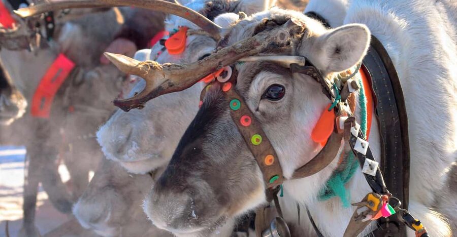Levi: Reindeer Sleigh Ride Tour in Snowy Forest - Safety briefing and the guided talk that gives meaning