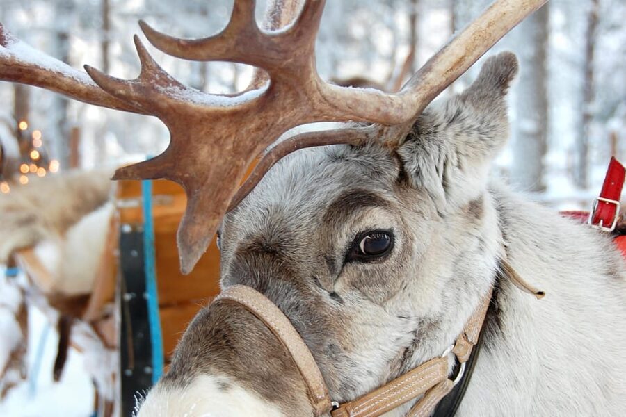 Levi: Reindeer Sleigh Ride Tour in Snowy Forest - The sleigh ride: about 1.5 km of quiet, snowy forest